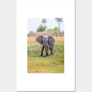 African bush elephant, Loxodonta africana Posters and Art